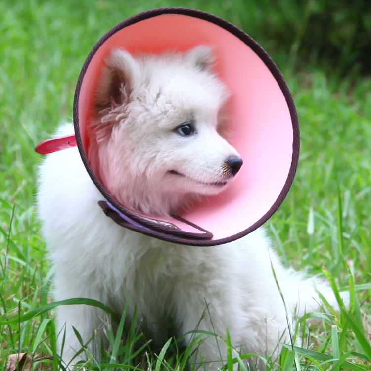 Elizabeth Collar Head Cover Large Dog Anti-Licking Anti-Scratch Bite Pet Supplies Dog Cat Protection Collar Headgear