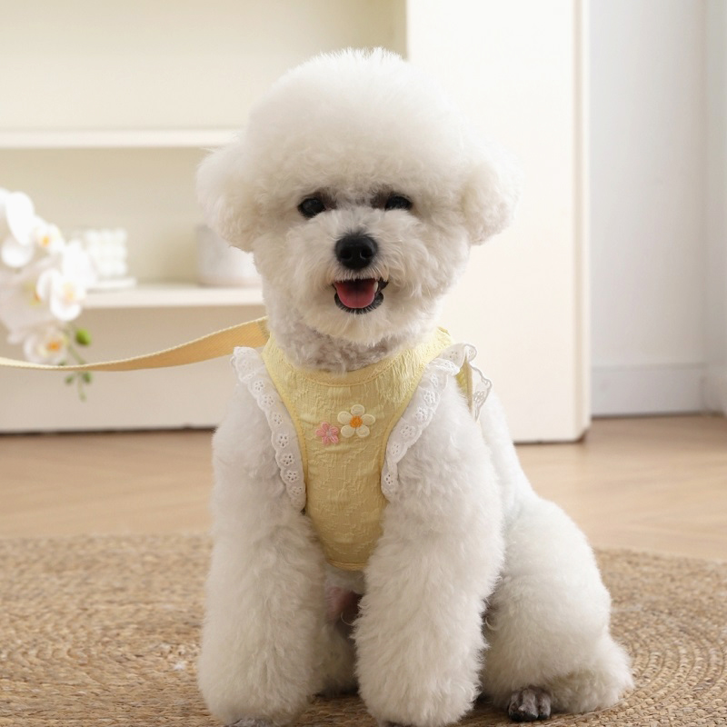 Summer Small Size Dogs Teddy Bichon Dog Hand Holding Rope