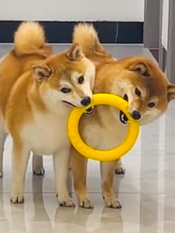 Dog Toy Molar Long Lasting Frisbee Ring Tension Ball Shiba Inu Border Collie Corgi Large Dog Interactive Relief Training