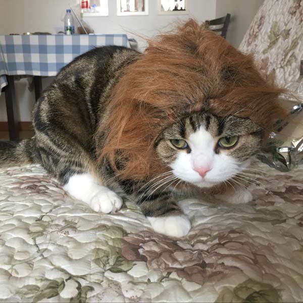 Cat Headgear Accessories Puppy Dog Teddy Bichon Transformation Lion British Shorthair Garfield Wig Hat Pet Decorations