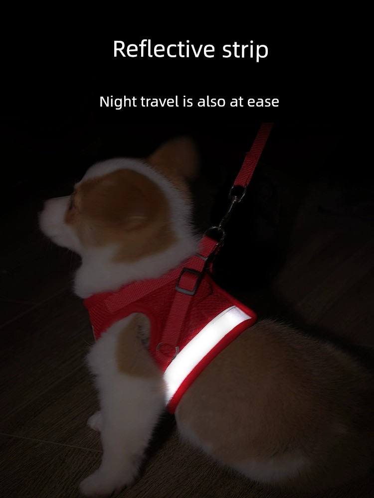 Perros grandes, medianos y pequeños, Teddy, gato, perro, mano sosteniendo cuerda