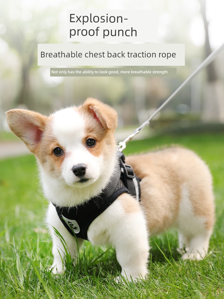 Perros grandes, medianos y pequeños, Teddy, gato, perro, mano sosteniendo cuerda