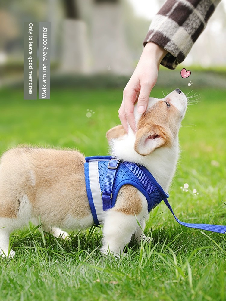 Perros grandes, medianos y pequeños, Teddy, gato, perro, mano sosteniendo cuerda