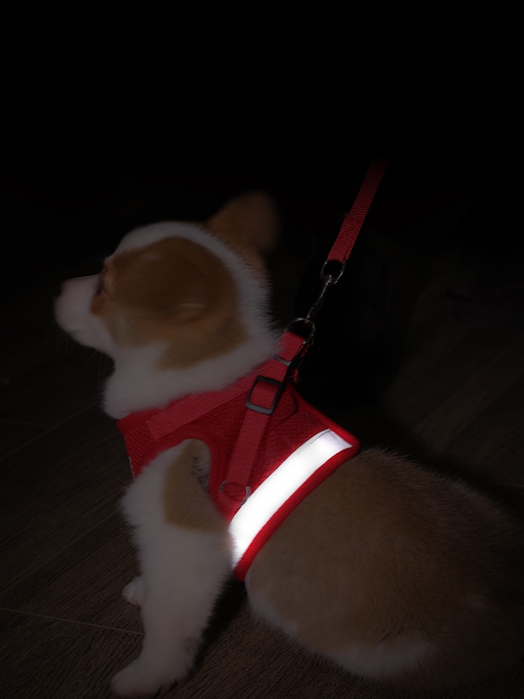 Corgi and Shiba Inu Lengthened Anti Breaking Loose Dog Hand Holding Rope
