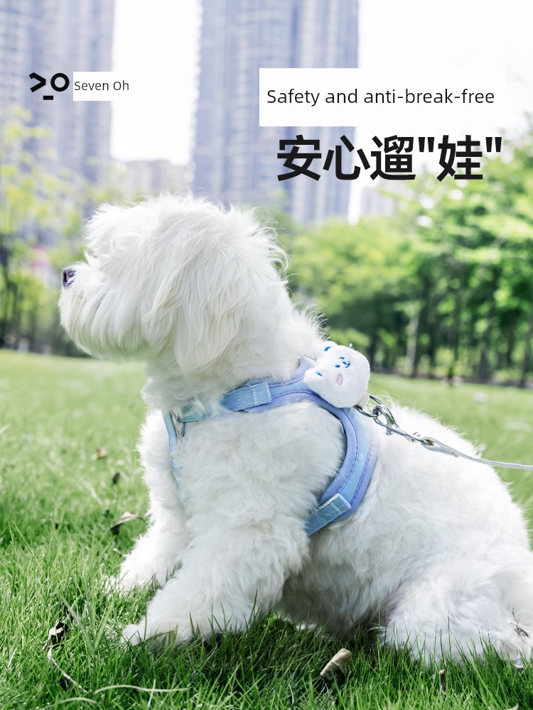 Dedicated Teddy Bichon Puppies Pets Dog Hand Holding Rope
