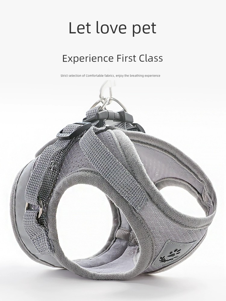 Perros grandes, medianos y pequeños, Teddy, gato, perro, mano sosteniendo cuerda